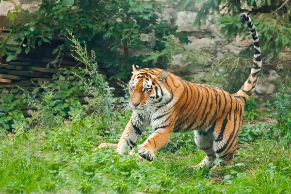 Перейти зверху вниз. Молодий тигр різко стрибає на зеленій траві — стокове фото
