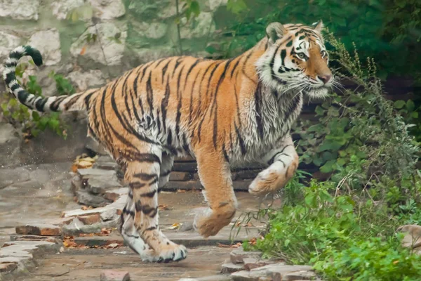 Correr rápido y rápido del cazador. Tigre joven salta hábilmente en g — Foto de Stock