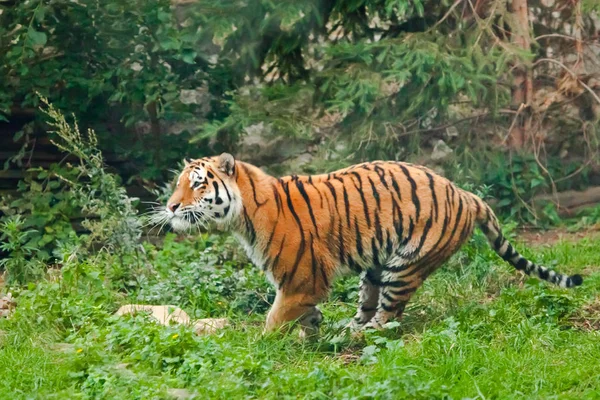 Correr intencionadamente. Tigre joven salta hábilmente sobre hierba verde, un b — Foto de Stock