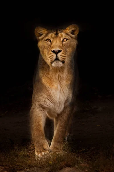 Powerful lioness at night illuminated by light, the beast on a — Stock Photo, Image