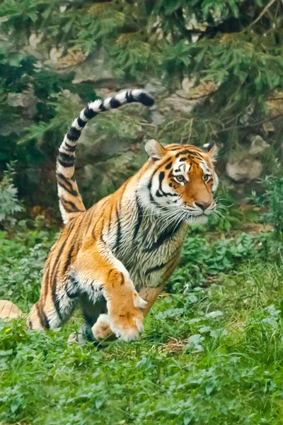 Im Sprung und Lauf, vertikal. Junger Tiger springt gekonnt auf Grün — Stockfoto