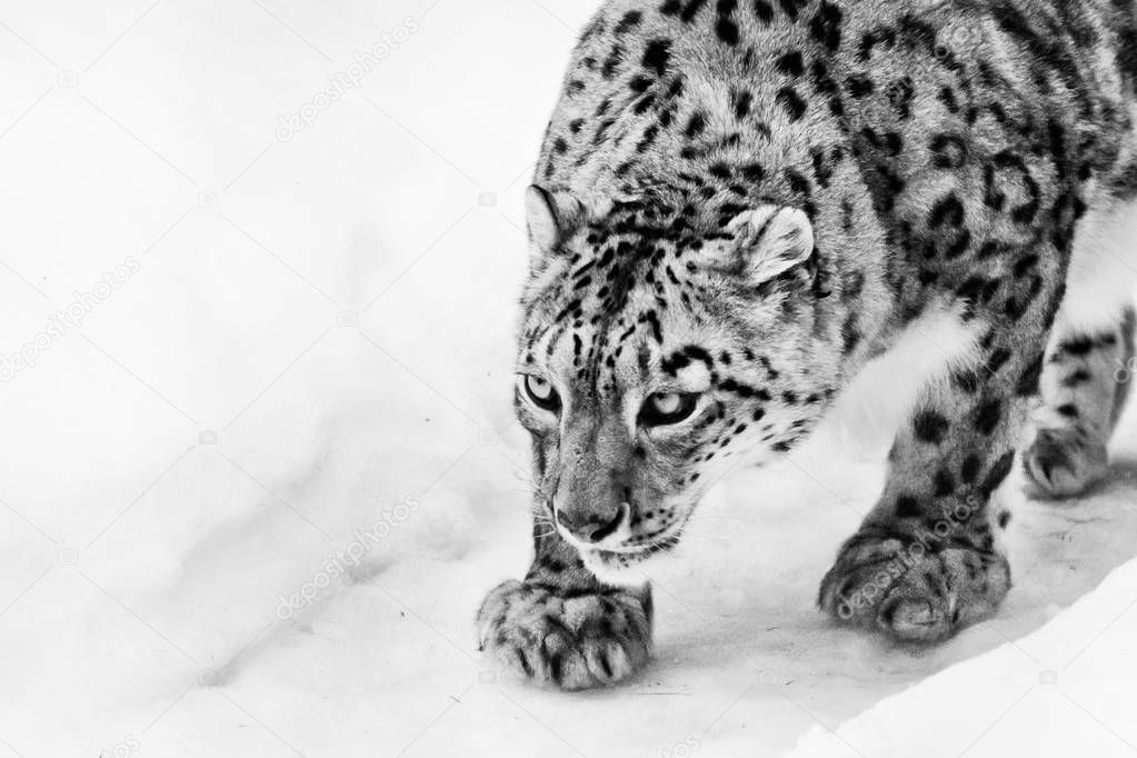  snow leopard sneaks up on the trail, a big and strong cat sniff