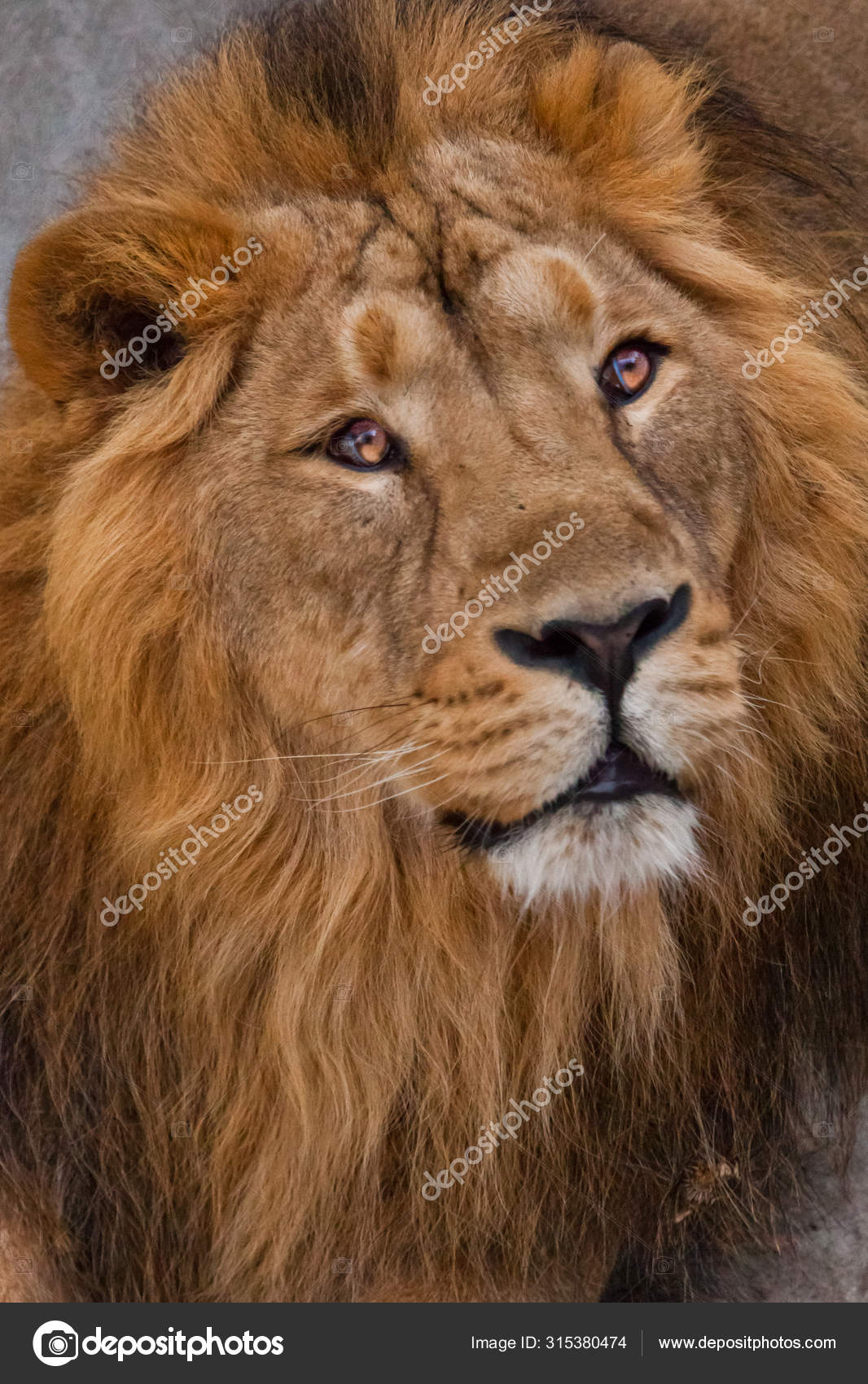 プレデター写真素材 ロイヤリティフリープレデター画像 Depositphotos