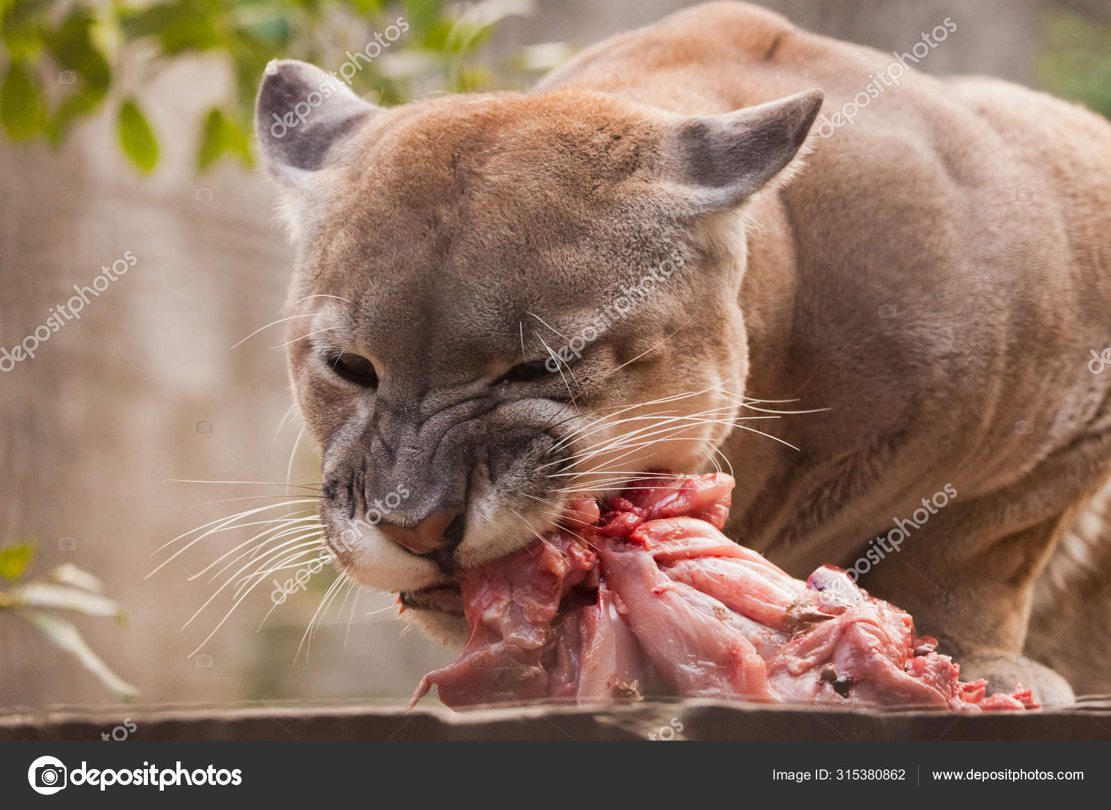 Puma comer fotos de stock, imágenes de comer carne sin royalties | Depositphotos