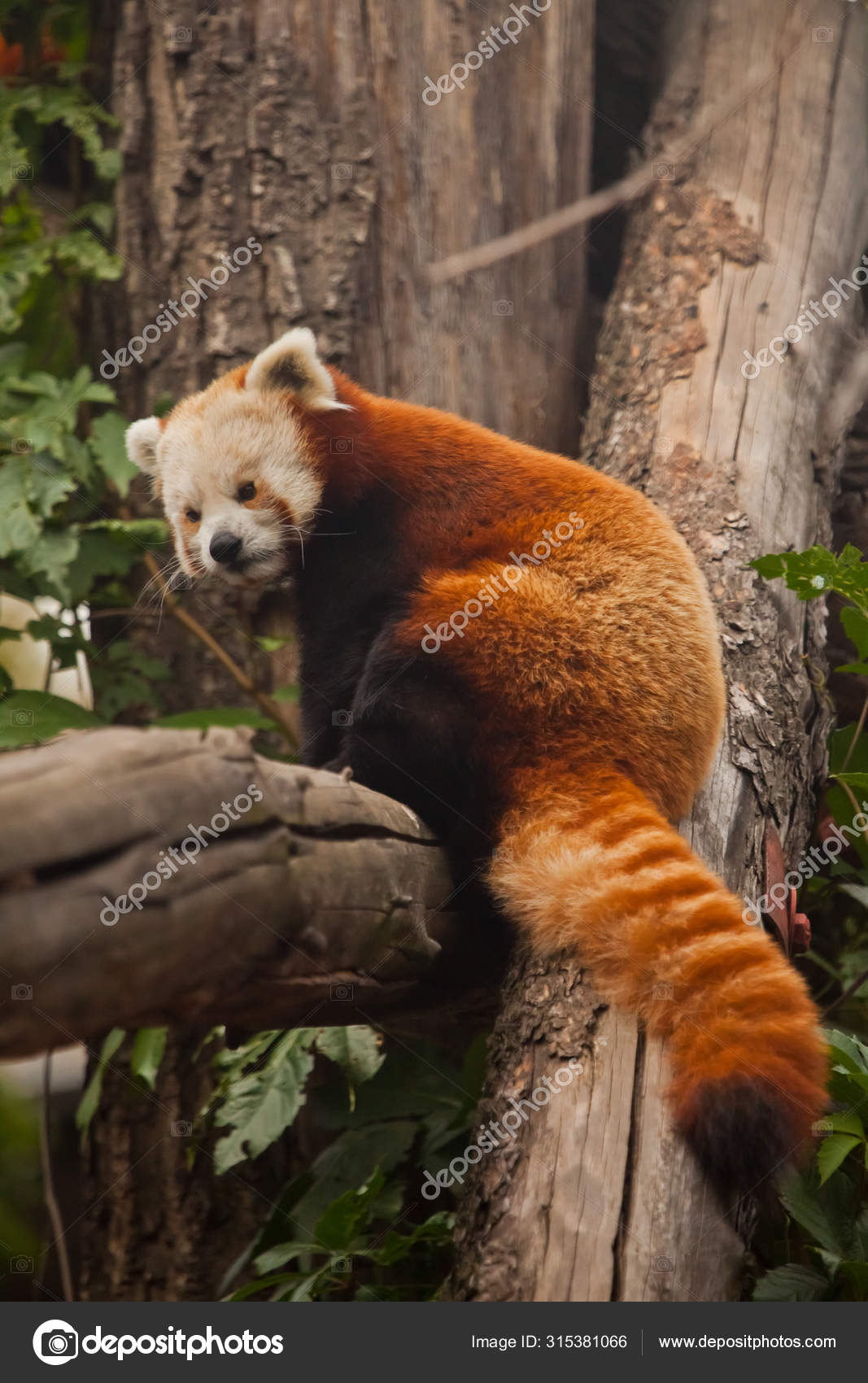 Red Panda (cat bear) - cute little fluffy red animal (similar t Stock Photo by ©semenov80 315381066 Red Panda (cat bear) - cute little fluffy red animal (similar t Stock Photo by ©semenov80 315381066