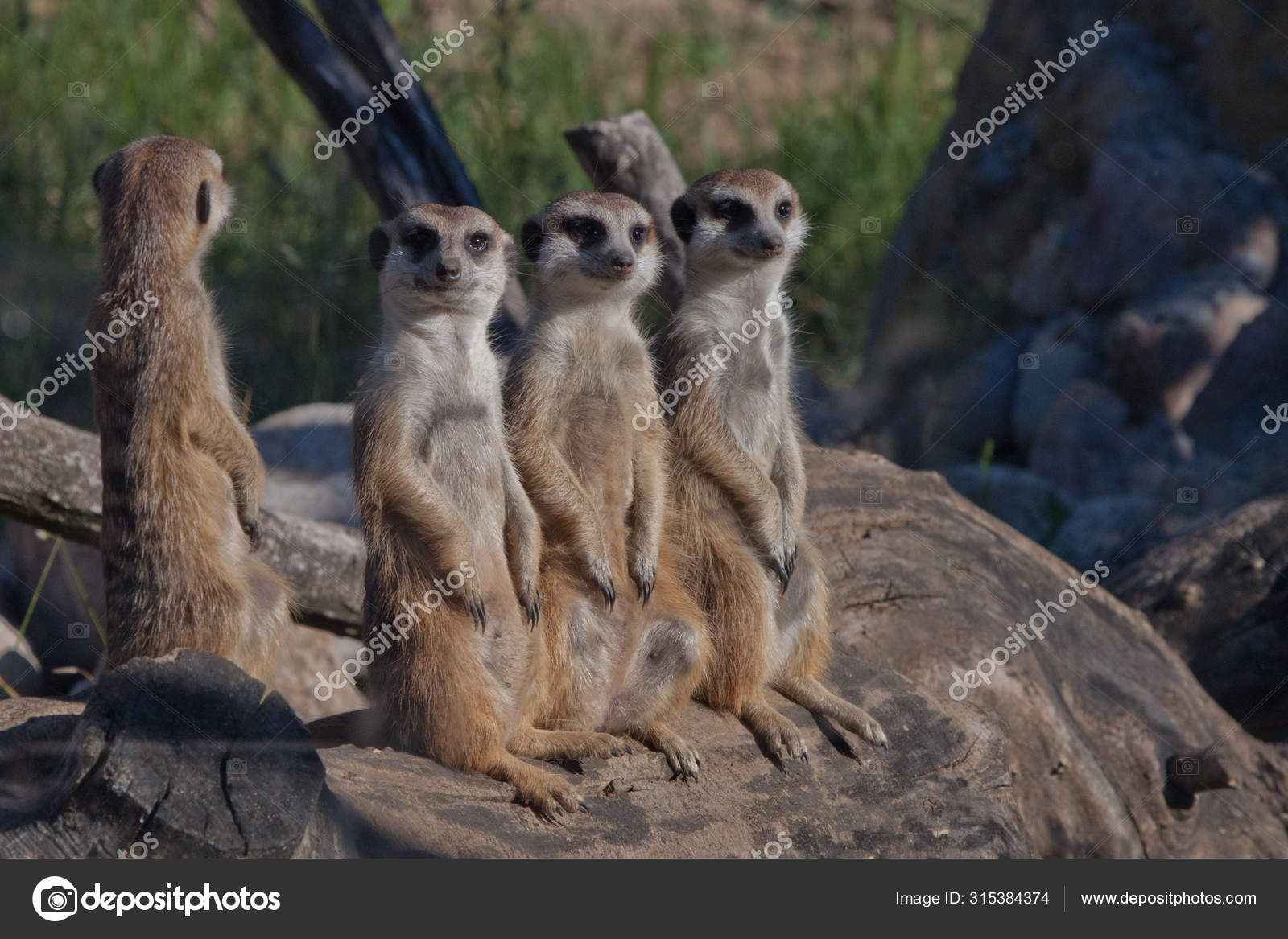 Many meerkats gathered a meeting. African animals meerkats (Tim Stock Photo  by ©semenov80 315384374