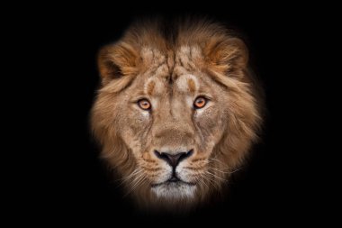 Ağızlıklı, güzel yün yeleli, kehribar gözlü, yalıtılmış B