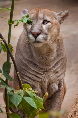 Cougar dal üzerindeki yeşillik yapraklarını kokluyor. İnce ve güçlü mus.