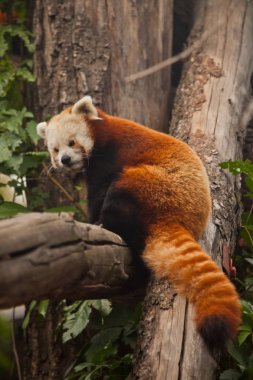 Kırmızı Panda (kedi ayı) - sevimli küçük tüylü kırmızı hayvan (benzer t