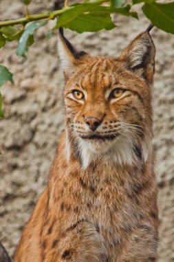 Yazın güzel bir vaşak yüzü, kızıl saçlar ve püsküller.