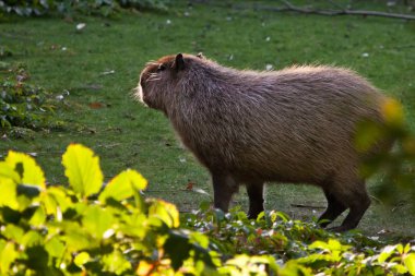 Güzel bir Capybara güneşe bakar, yandan manzaraya.