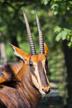 Güzel Afrika samur antilobu. Portret- antilop ile
