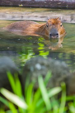 Güney Amerika hayvan capybara 'sı Yeşillik ve akıntı arasında bir gölette