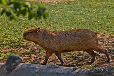 Güney Amerika 'nın kalın kapibarası yeşil bir çimenlikte yürüyor