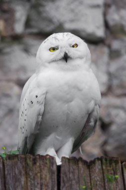 Beyaz bir ağaçtan portre