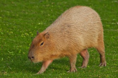 Yeşil çimlerin üzerinde bir capybara, büyük bir Latin Americ.