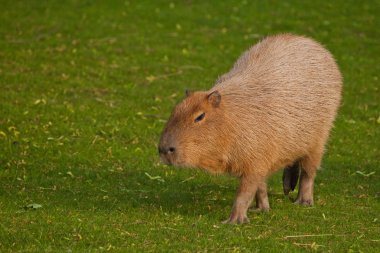 Yeşil çimlerin üzerinde bir capybara, büyük bir Latin Americ.