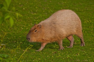 Yeşil çimlerin üzerinde bir capybara, büyük bir Latin Americ.