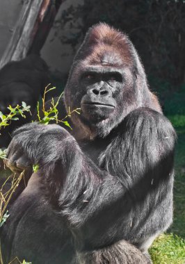 Huysuz, sert suratlı güçlü erkek goril... 