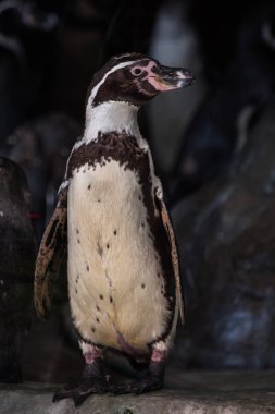 Bir kayanın üzerinde duran penguen, güney denizlerinin pengueni ve