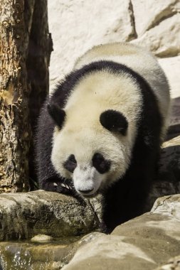 Genç bir bambu panda taştan bir arka planda, şirin bir anim.