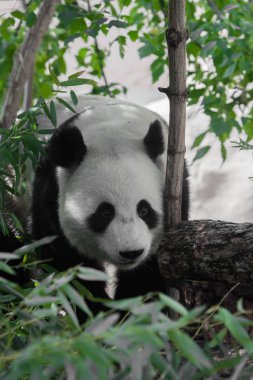 Ormanın çalılıklarında güzel Bambu Panda