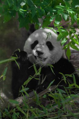Bambu yemek (yemek). Vejetaryen, büyük pandayı yeşilliklerin arasında taşıyor. 