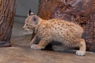 küçük vaşak kedi yavrusu geliyor