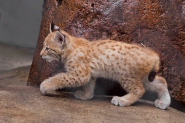 küçük vaşak kedi yavrusu geliyor