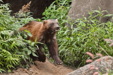 Wolverine hızla yeşil çalılıklardan dışarı atlıyor.