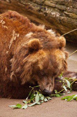 büyük kahverengi ayı dinlenir (uyur) büyük bir huzurlu rüya