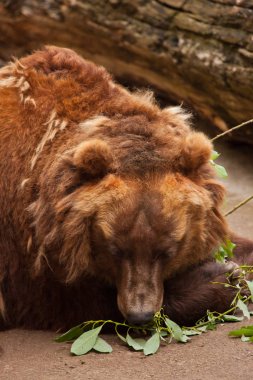 büyük kahverengi ayı dinlenir (uyur) büyük bir huzurlu rüya