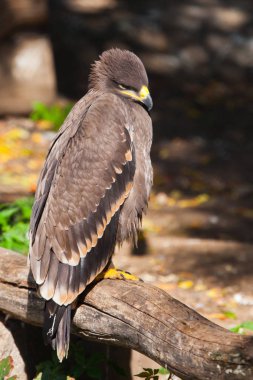 büyük bozkır kartal güzel güneş, bir p tarafından kutsanmış oturur