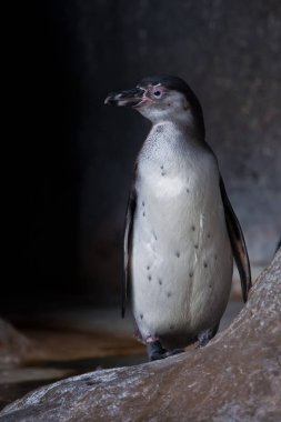  Taşların üzerindeki sevimli Humboldt pengueni. Karanlık arka planda.