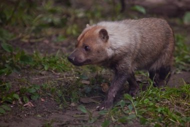 Orman çalılıkGüney Amerika küçük çalı köpek 