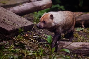 Orman çalılıkGüney Amerika küçük çalı köpek 