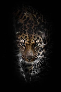 Geceleyin leopar. Uzak Doğu leoparı Da 'da avlanıyor.