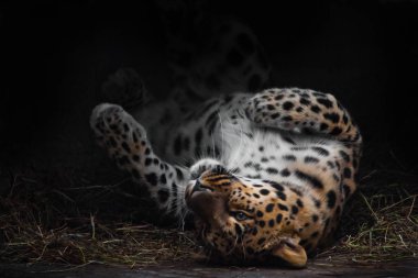 Leopar sahte bir şekilde tatile çıkıyor. Uzak Doğu leoparı Li