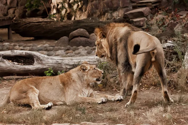 Erkek ve dişi aslan çalıların arkasında — Stok fotoğraf