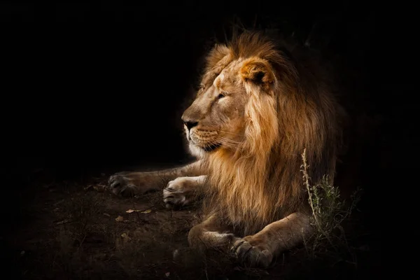 Bestie je silný samec lva s hřívou. Působivě lže a odpočívá — Stock fotografie