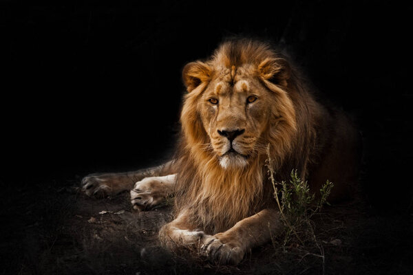 The beast is a powerful maned male lion. Impressively lies and rests at night, black background, consecrated by light.