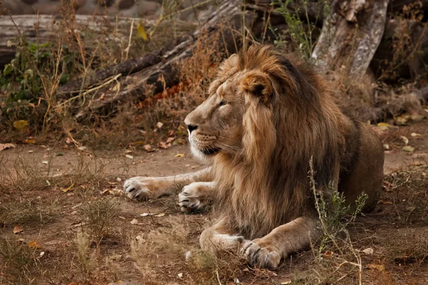 Impressively lies and rests. powerful male lion with a beautiful — Stock Photo, Image