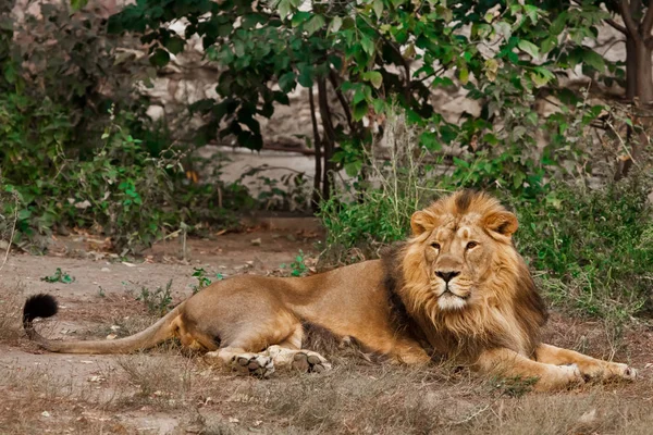 Puissant lion mâle avec une belle crinière se trouve à nouveau impressionnante — Photo