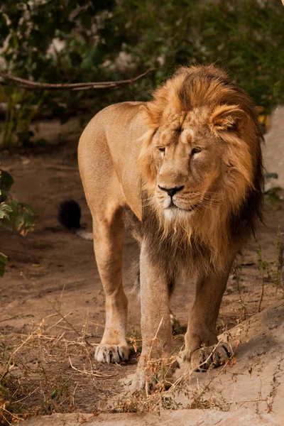 Leão macho com um belo leão macho guará andando de perto, su — Fotografia de Stock