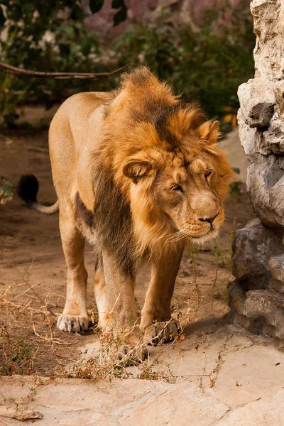 Macho león con una hermosa crin macho león caminando de cerca, su —  Fotos de Stock