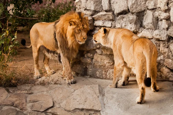 Female and a male lion communicate with each other against the b — Stock Photo, Image