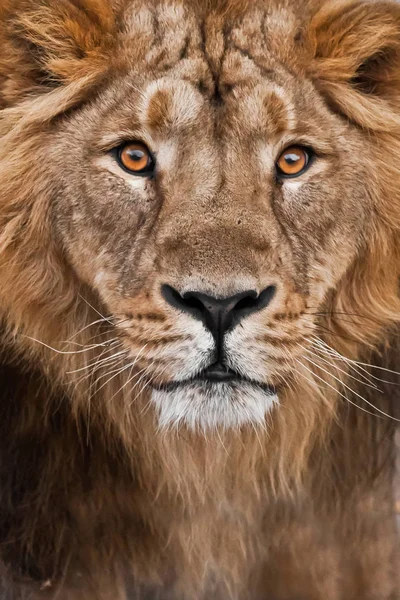 Φίμωτρο ενός λιονταριού με χαίτη μαύρο και άσπρο με κεχριμπαρένια μάτια, είναι — Φωτογραφία Αρχείου