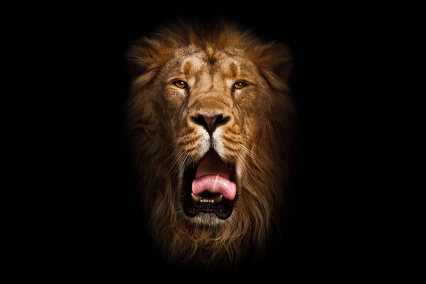 Yawns, red mouth and tongue. A powerful male lion with a beautiful mane impressively lies . head, isolated black background.