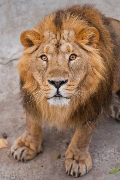 maned male lion with yellow (amber) eyes looks at you anxiously