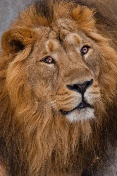 male lion with yellow (amber) eyes looks dreamily sideways, muzz